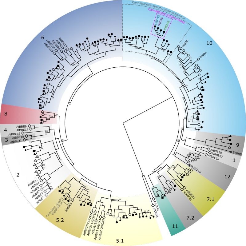 cannabinoid oxidocyclase gene family