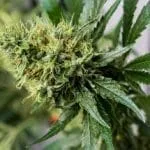 Wat is CBD? Bloemtoppen bevatten CBD en THC