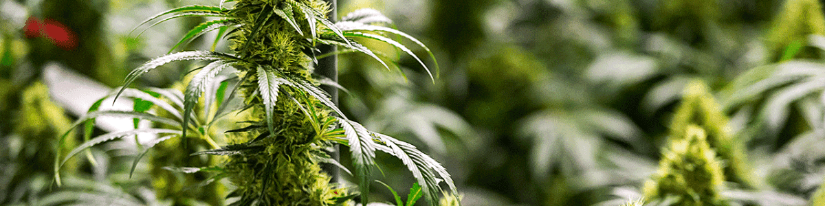 Towards a clearer classification of medicinal cannabis varieties