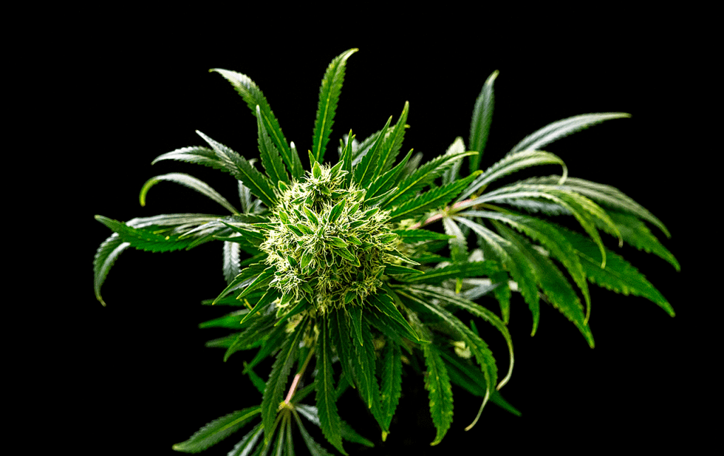 Bedrocan stays away from recreational use