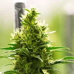 Bedica Top Medicinal Cannabis By Bedrocan