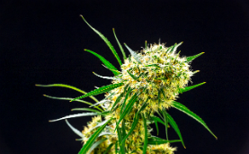 Bedrobinol Medicinal Cannabis By Bedrocan277x171 2