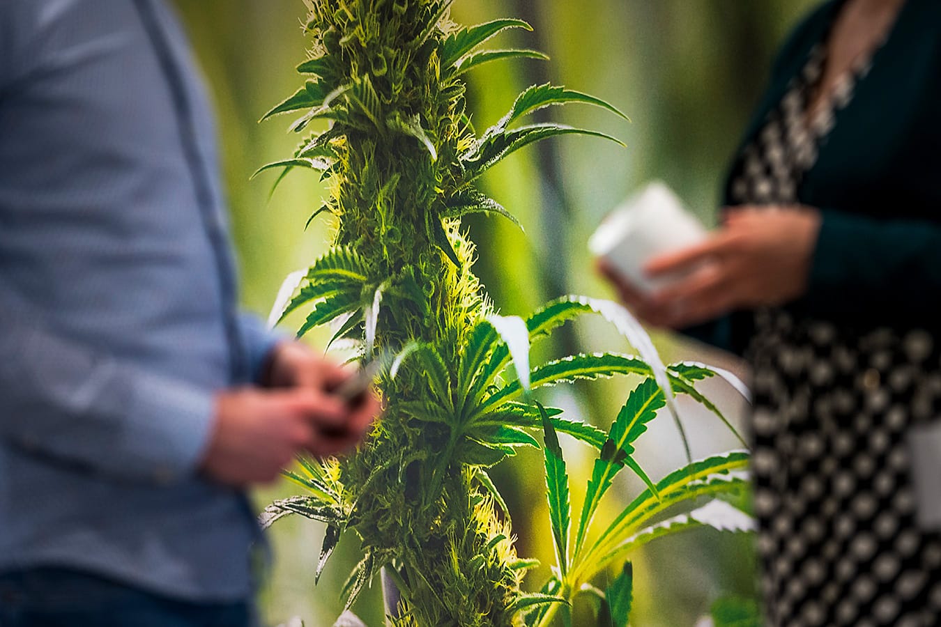 Cannabis plant between two people talking