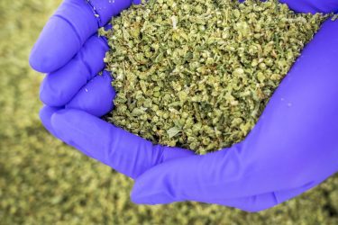 Cannabis cut flos