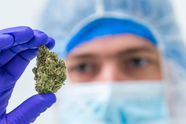 Bedrocan cannabis Bedrocan cannabis