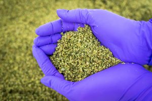 Medicinale cannabis van Bedrocan granulaat