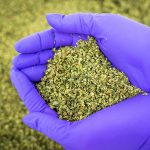 Übersicht über klinische Cannabisforschung für Verschreibende