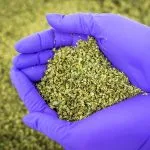 &Uuml;bersicht &uuml;ber klinische Cannabisforschung f&uuml;r Verschreibende