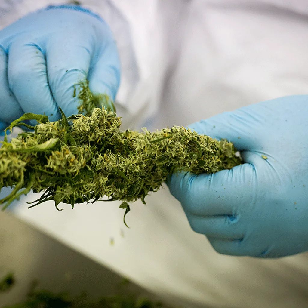 Bedrocan Medicinal Cannabis By Bedrocan 1