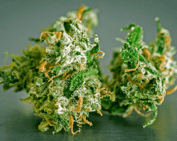 bedrocan-medicinal-cannabis-by-bedrocan-9-250x200 , Gesundheitswesen