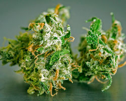 bedrocan-medicinal-cannabis-by-bedrocan-9 bedrocan-medicinal-cannabis-by-bedrocan-9