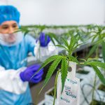 Drastische Einschränkungen zur Verschreibung von medizinischem Cannabis sind vom Tisch