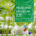 Vietnam - Vietnamese versie van het introductieboekje over medicinale cannabis