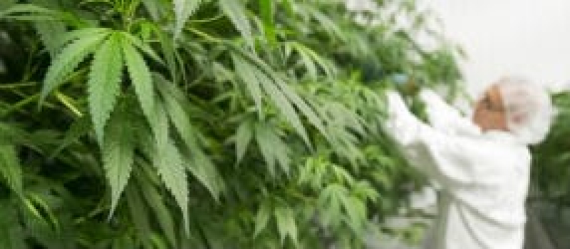 bedrocan_growroom