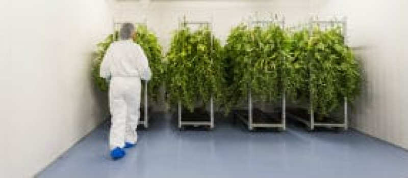 bedrocan_processing_aboutus bedrocan_processing_aboutus