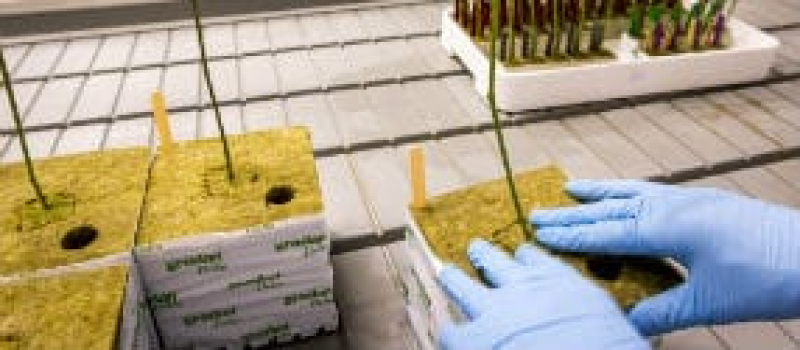 transplanting-medicinal-cannabis-by-bedrocan transplanting-medicinal-cannabis-by-bedrocan