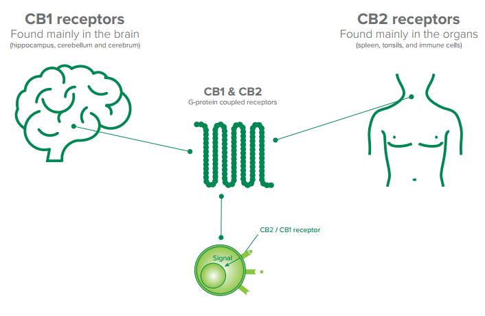 Endocannabinoïdensysteem en de receptoren CB1 en CB2