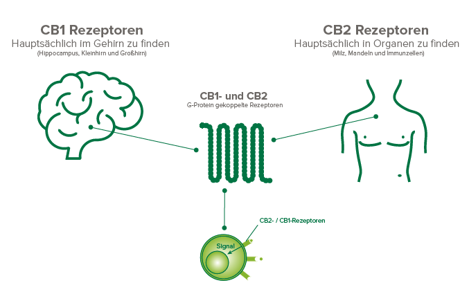 Cannabis als Medizin