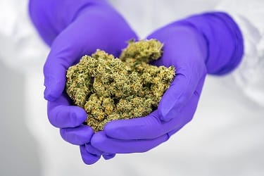 Cannabis API