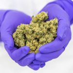 cannabis-flos_hr-20 cannabis-flos_hr-20