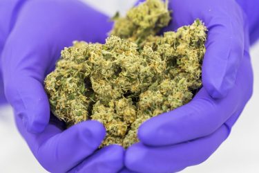 Cannabis flos by Bedrocan