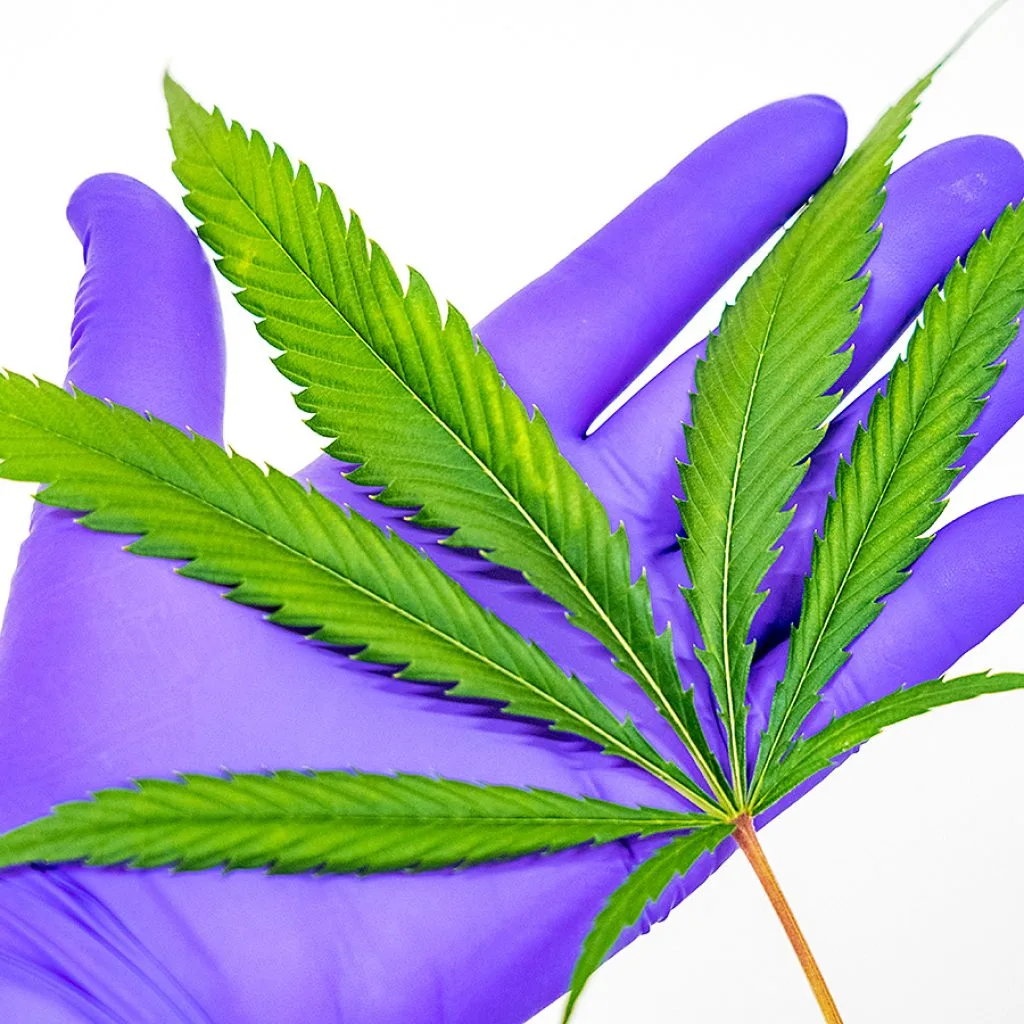 cannabis-leaf_lr-8 cannabis investing