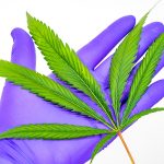 Cannabis-Investitionen