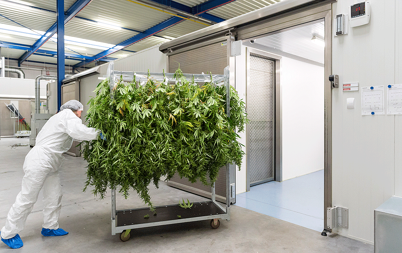 Drying Medicinal Cannabis By Bedrocan 3