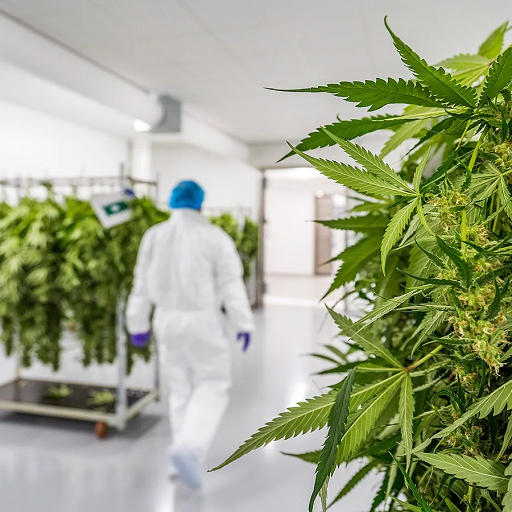 drying-room-emmeloord_lr-15 cannabis investing
