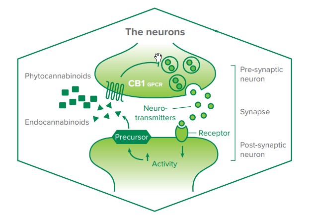 The endocannabinoid system makes our body function normally
