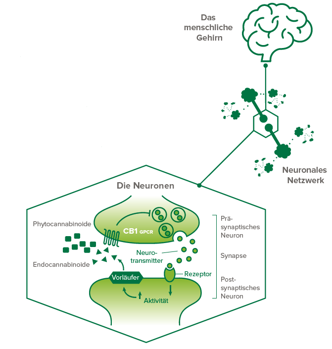 Endocannabinoid-System