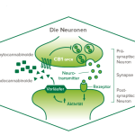 Endocannabinoid System2