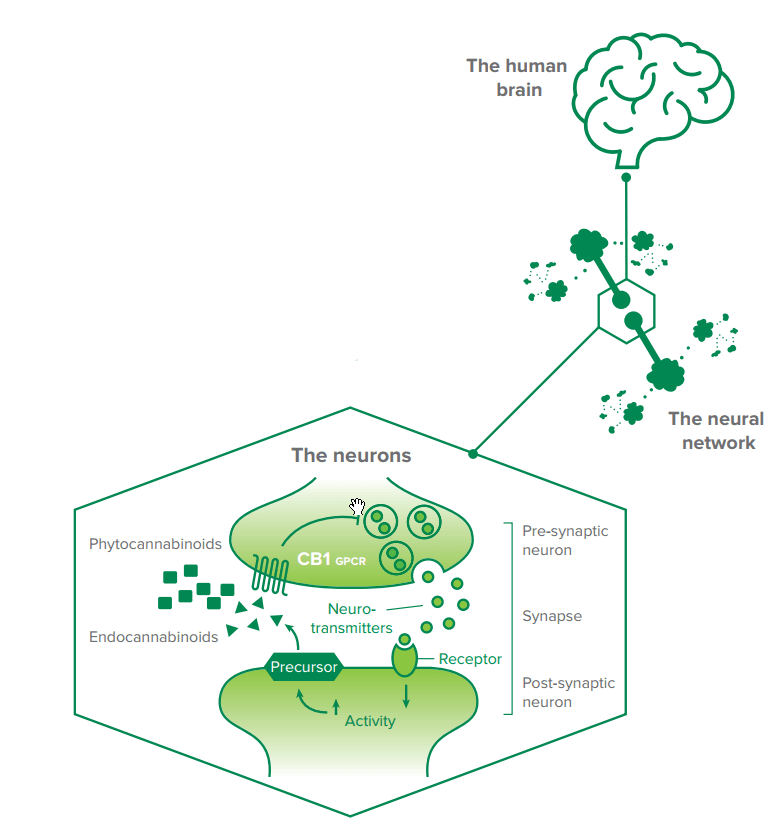 endocannabinoïdensysteem