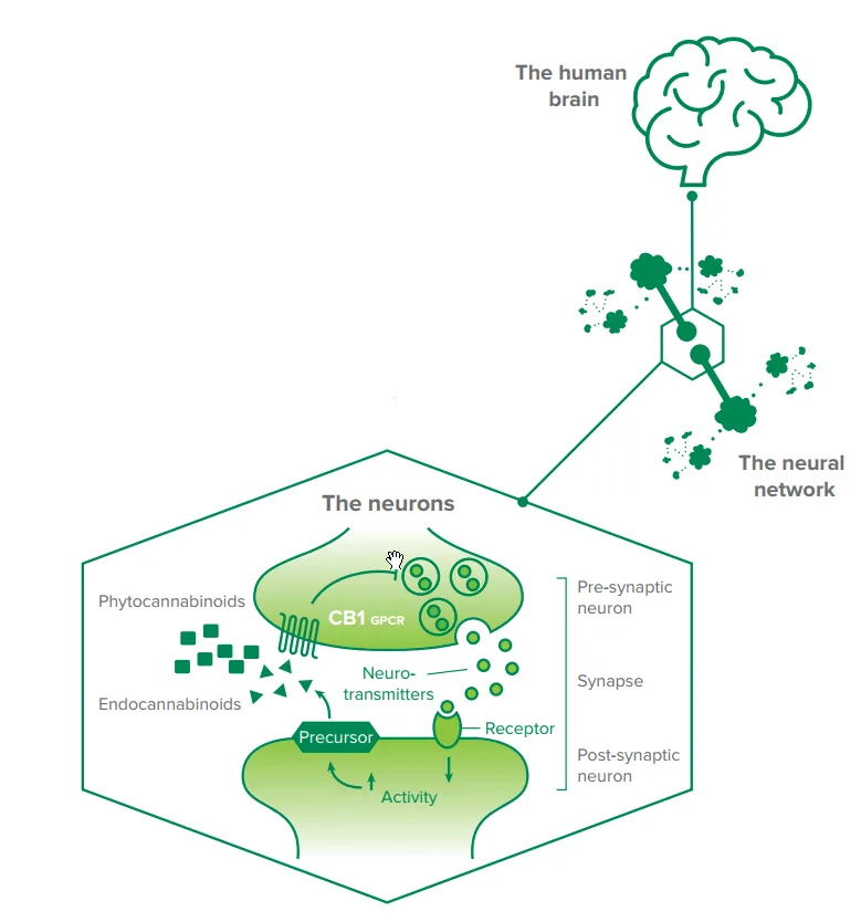 Endocannabinoidsystem (EDS)