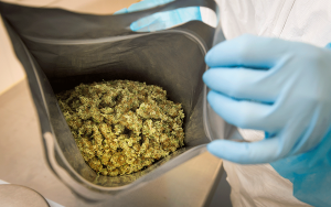 Bag with dried medicinal cannabis