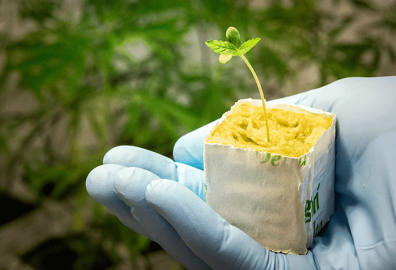 immature-medicinal-cannabis-by-bedrocan2-5 Immature Medicinal Cannabis By Bedrocan2 5 1