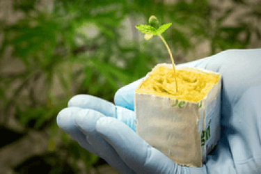Medicinale cannabis als klein plantje