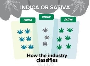 Indica and Sativa - how the industry classifies