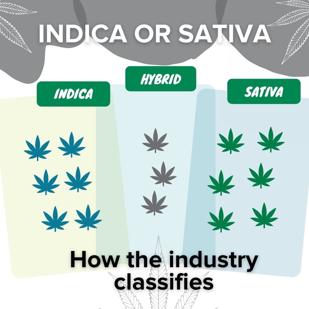 Indica or Sativa - how the industry classifies