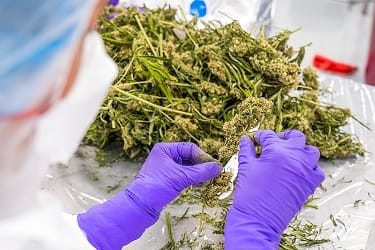 Cannabis raw material