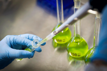 Cannabis research Laboratory setting cannabis