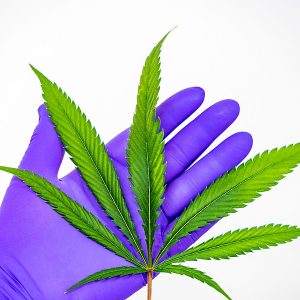 ‘IBD patients feel a lot better after being treated with cannabis’