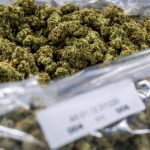 Medios exclusieve distribiteur voor Bedrocan cannabis