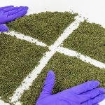 Standardised cannabis by Bedrocan