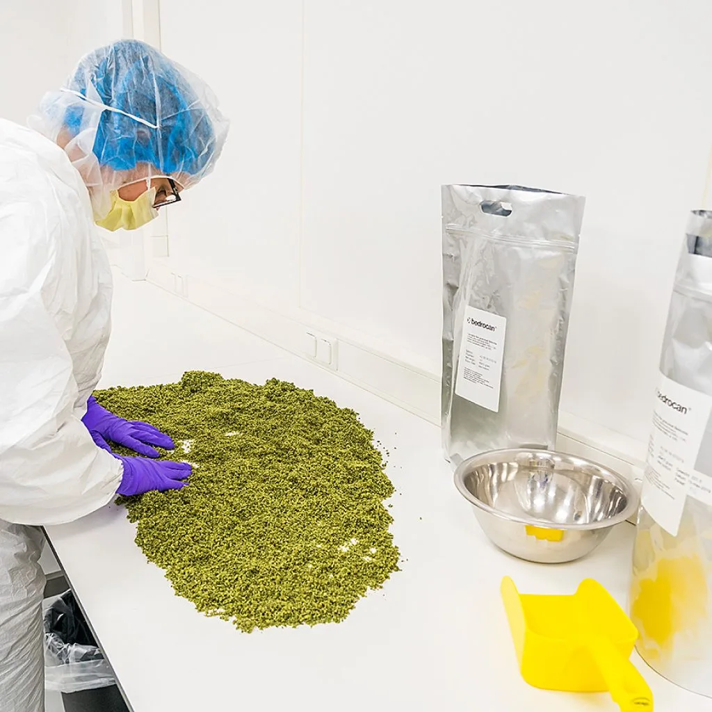 Who is involved in the Dutch cannabis supply chain?