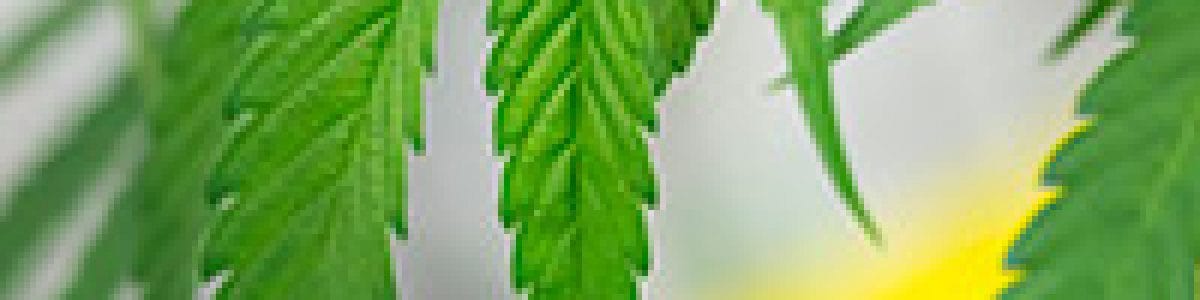 Bedrocan International visit to Australia and New Zealand