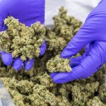 picture-industry-form-45 cannabis in industrial form