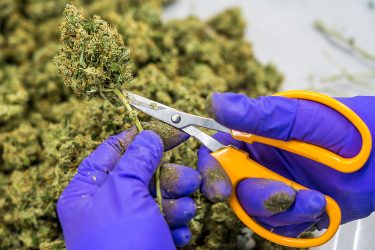Cannabis API