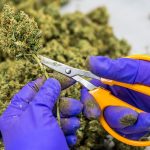 politica olandese sulla cannabis a uso terapeutico