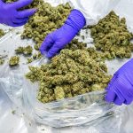 Processing Dried Cannabis Lr 3 2